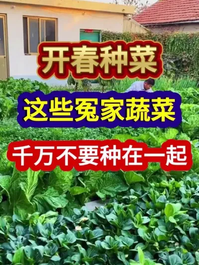 开春种菜这些冤家蔬菜千万不要种在一起 #蔬菜种植 #蔬菜种植技术 #农业种植 #三农 #分享农业知识帮农民增产增收