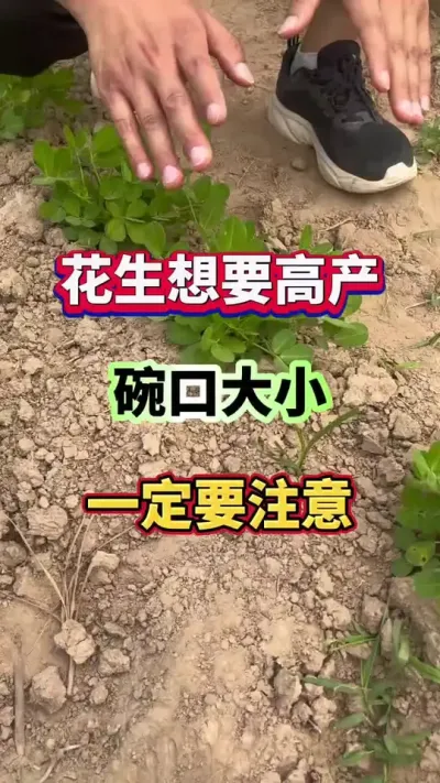 花生想要高产，碗口大小一定要注意！#花生种植  #花生高产  #花生种植管理技术  #花生施肥
