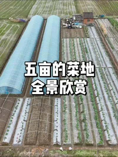 菜地全部种满了，五亩地能种多少蔬菜 