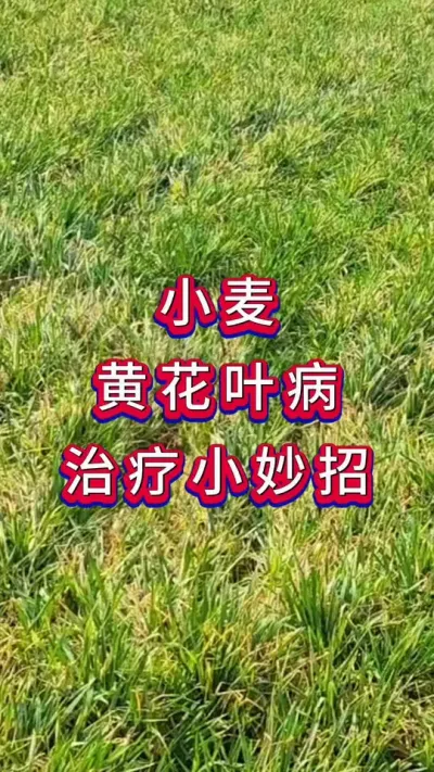 小麦管理 小麦黄花叶病这样一治见效#小麦种植#小麦 #小麦管理 #小麦病害 #黄花叶病