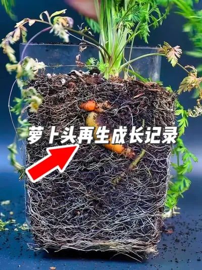 青菜茎部能再生，萝卜头能否逆袭长出萝卜？用实验来揭秘 #种植小技巧 #园艺小妙招 #胡萝卜 #春日疯长行动