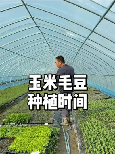 毛豆玉米什么时候可以种植 #农业种植 #种植 #种菜 #三农