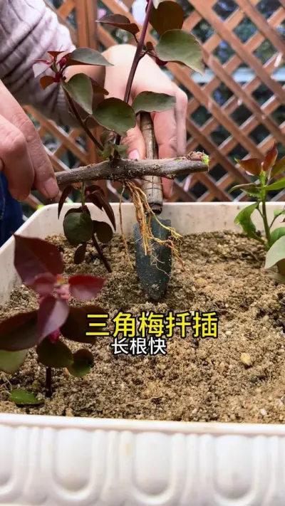 三角梅不用买， 剪根枝条扦插，就能成活#花卉绿植 #三角梅#扦插