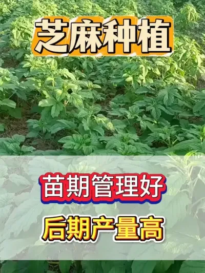 苗期管理的好，后期才能产量高。 #芝麻 #芝麻种植 #芝麻种植技术 #三农 #农业种植