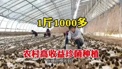 农村珍菌种植，种1亩=打3年工，1斤1000多，还不愁销路 #农村致富好项目 #三农 #羊肚菌种植 #农业知识 #支持三农扶持三农发展
