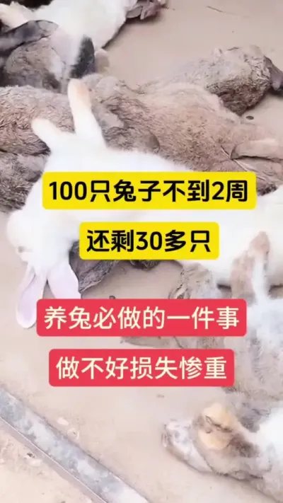100多只兔子，不到两周还剩30只，养鸽必做一件事，不然损失惨重#兔子 #养兔 #兔子养殖 #养兔人 #