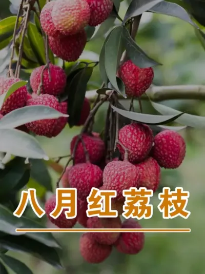 马贵荔也叫八月红#广西灵山荔枝果苗#农业创业#抖音新农人计划2025#吕老师种果苗