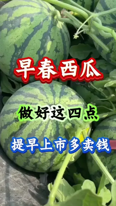 西瓜种植 早春西瓜做好这四点提早上市多卖钱#西瓜种植#西瓜管理#早春西瓜
