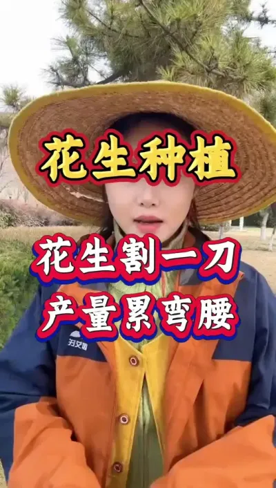 花生高产技术分享，花生割一刀产量累弯腰#花生种植#花生高产#花生粒粒饱#增产增收#花生管理