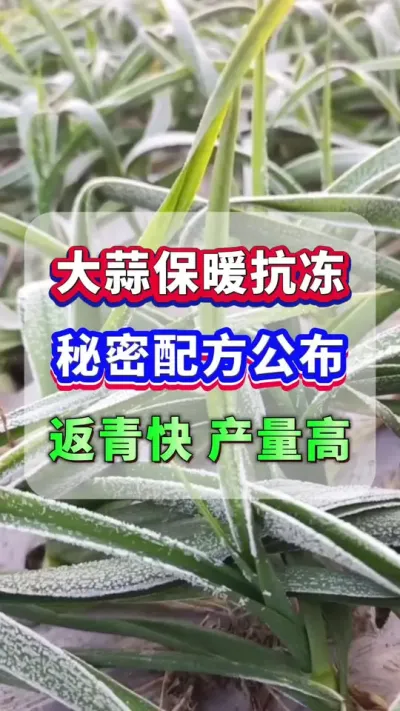 大蒜保暖抗冻秘密配方公布，让大蒜返青快产量高！#大蒜种植 #大蒜高产 #大蒜防冻 #增产增收