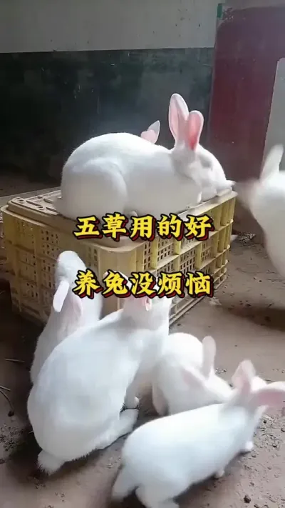 五草用的好，养兔没烦恼#兔子 #养兔人 #肉兔养殖 #养兔子注意事项 #科学养兔
