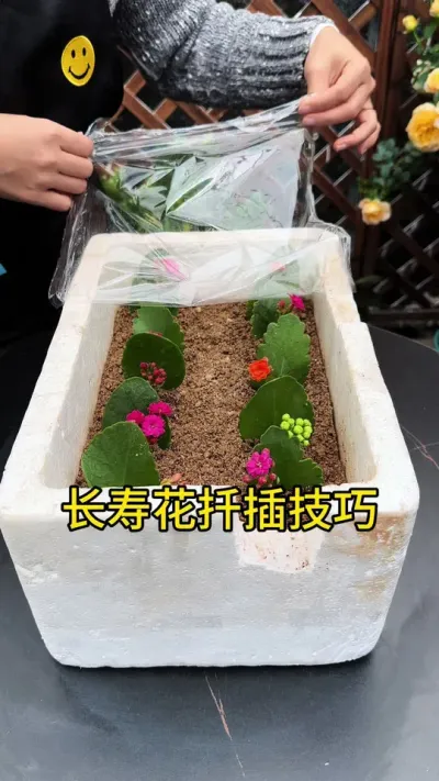长寿花学会这样扦插，长根快成活率高 #长寿花#扦插 #种植小技巧