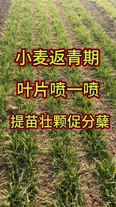 小麦返青期