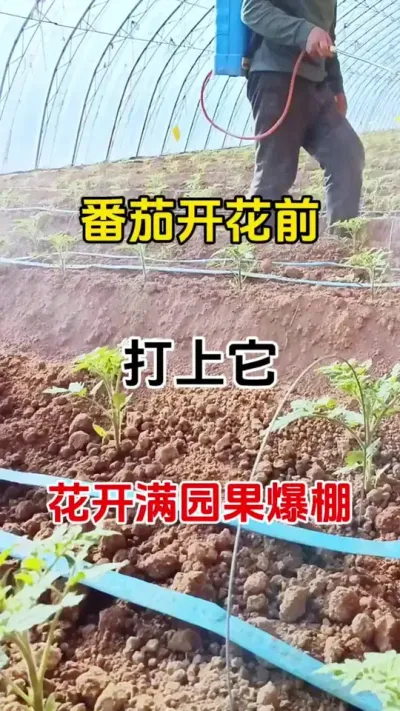 番茄开花前打上它，花开满园果爆棚#西红柿种植 #促花保果 #三农种植