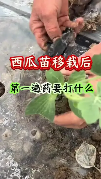 西瓜种植 西瓜苗移栽后第一遍药要打什么#西瓜管理 #西瓜种植 #病害防治