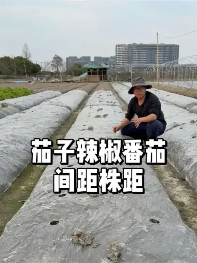 种茄子辣椒番茄，植株距离多少比较合适 #种植 #三农 #农业种植 #种菜