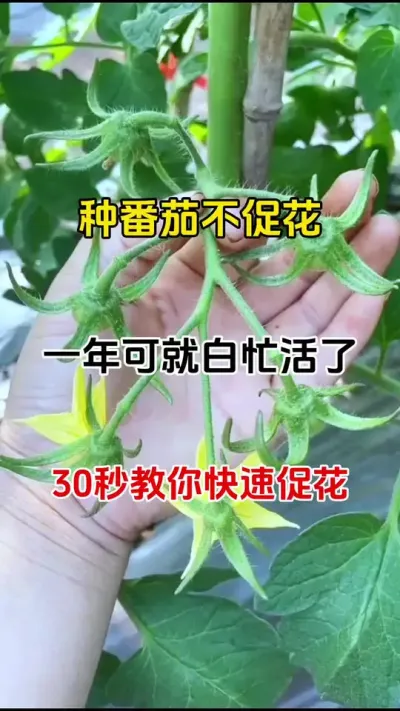 种番茄不促花，一年辛苦全白搭，花多才会产量高#三农种植 #促花保果 #促花肥