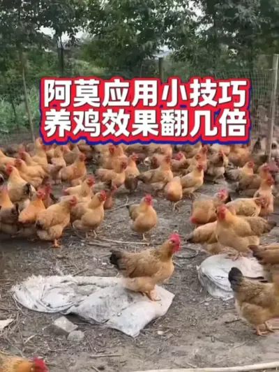 阿莫西林养鸡应用小技巧，效果翻倍#养鸡 #养鸡技术 #养鸡技术指导 #养鸡知识 #养鸡小妙招