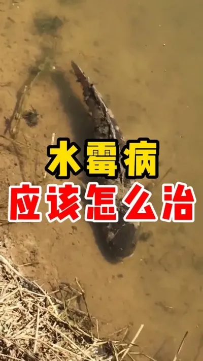 水霉病怎么治疗#水产养殖 #养鱼日记 #高密度养殖 #养鱼  #养鱼技术的分享  @抖加🔥上热门🔥dou+🔥热点宝  @DOU+小助手 