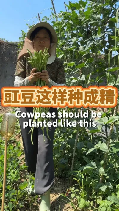 长豇豆种植技巧 长豇豆这样种成精了，豇豆又长又多还可以和苋菜一起套种#我的小菜园 #阳台种菜 #豇豆种植 #我爱种菜 #学种菜
