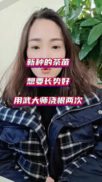 #茶苗移栽后该如何管理 #茶树种植技术与管理 #茶苗长势不好怎么办