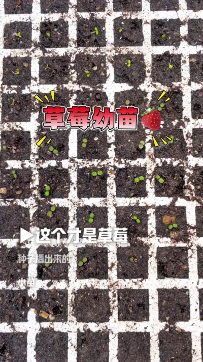 种子也能播出漂亮的草莓哦 玩草莓最爱的还是籽播这个环节。看着种子从萌芽一天天长大，绿油油的很治愈。毕竟大苗果子已经吃腻了😄#草莓种植管理技术和方法 #记录我的种植生活 #三农 #阳台种植 #绿色生态农