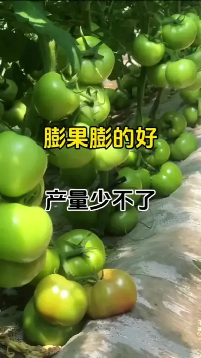 膨果最快，安全膨果，不空果，产量翻倍，瓜果蔬菜都适用#膨果增甜 #膨果肥配方 #膨果叶面肥 #番茄种植