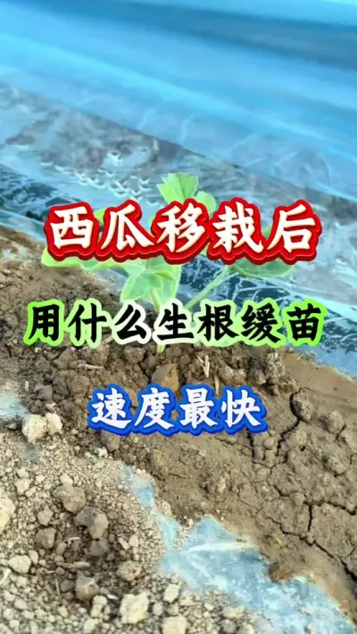 西瓜种植 西瓜移栽后用什么生根缓苗速度最快#西瓜种植 #西瓜管理 #西瓜高产#生根壮苗