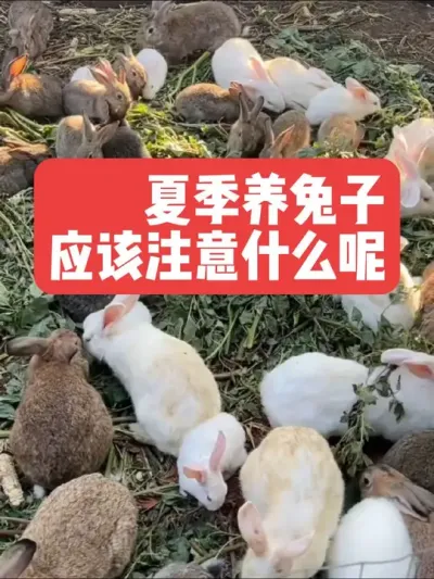 夏季养兔子，应该注意什么呢？ #三农#养兔#养殖#兔子#养兔人