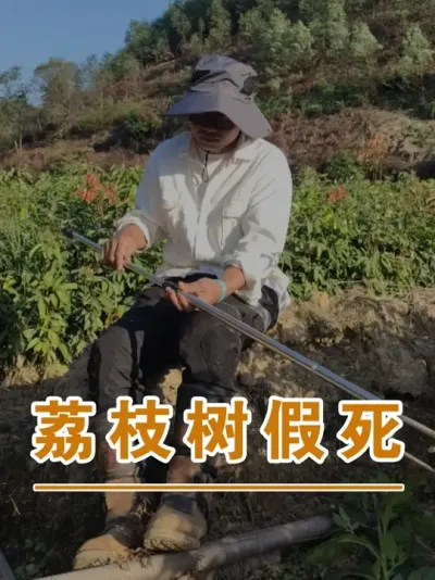 荔枝树假死现象#广西灵山荔枝果苗#农业创业#抖音新农人计划2025#吕老师种果苗