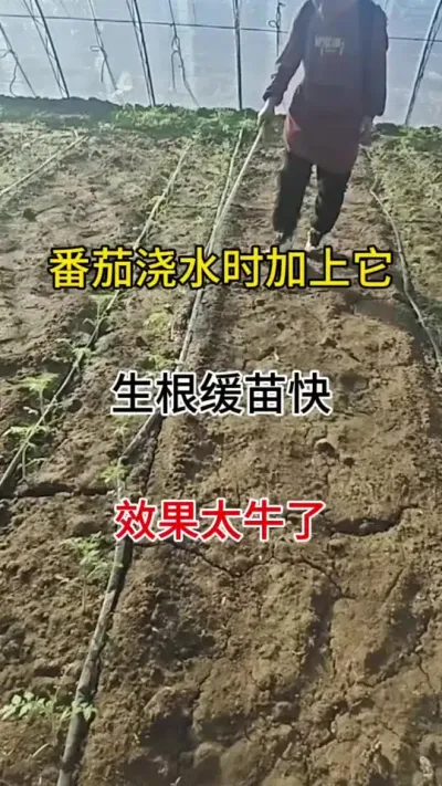 浇水时加上它，生根缓苗快，效果太牛了#生根壮苗 #生根粉 #生根剂
