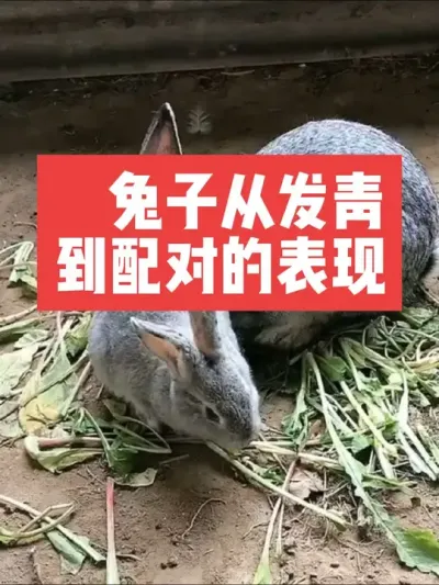 兔子从发青到配对的表现，你知道吗？ #三农#养殖#兔子#养兔子#养兔人