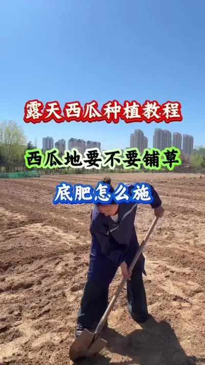 西瓜种植 西瓜地要不要铺草底肥怎么施#西瓜种植#西瓜管理#西瓜高产#露天西瓜