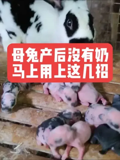 母兔产后没有奶，马上用上这几招 #兔子#养殖#养兔#三农#养兔人