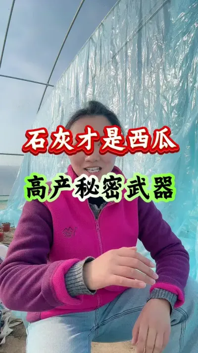 西瓜种植 石灰才是西瓜高产秘密武器 #西瓜种植 #西瓜管理 #早春西瓜