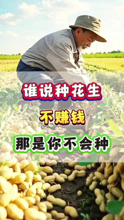 谁说种花生不赚钱？那是你不会种！ #花生种植 #花生高产 #花生种植管理技术  #花生施肥
