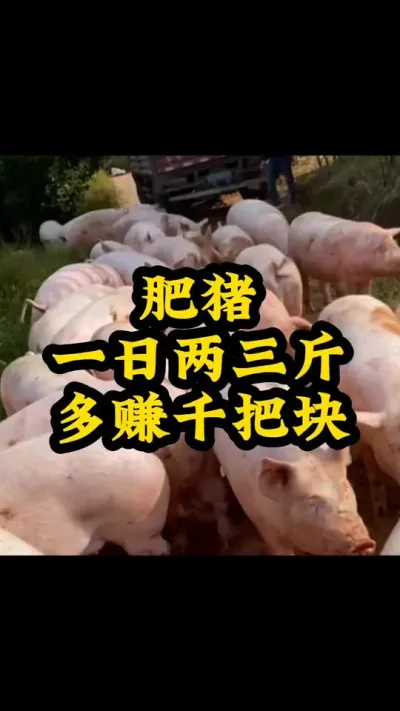 #猪喂什么饲料长得最快 #服务三农支持三农 #农村养猪专业户 #每天分享养殖小知识 #助力三农