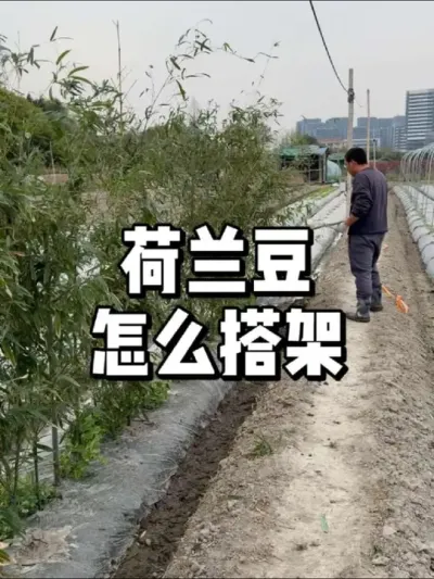 荷兰豆怎么搭架子 #种植的乐趣