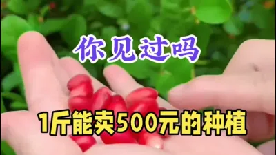 农村冷门&ldquo;暴利&rdquo;种植，1斤能卖500元，种5亩年入75万 #果苗种植 #农村致富好项目 #神秘果 #返乡创业 #三农