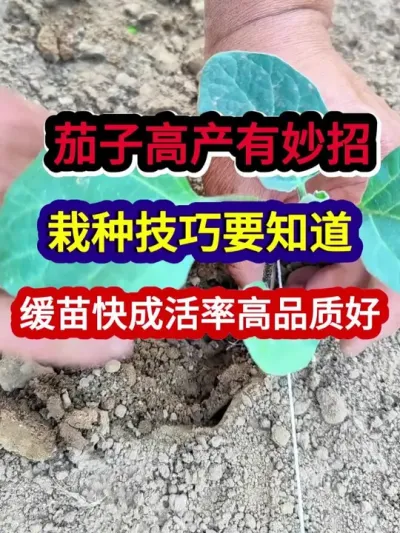 茄子高产有妙招栽种技巧要知道缓苗快成活率高品质好 #茄子种植 #农业种植 #种植小技巧 #三农 #分享农业知识帮农民增产增收