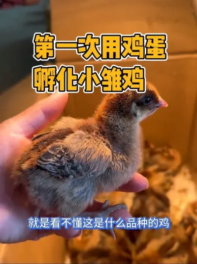 历经21天孵化的小鸡终于出壳了，费劲吧啦的孵了21天十个蛋只出了一半，结果去超市轻松领到30只，简直惊艳到我了 乐得女主合不拢嘴 孵化小鸡全过程记录 #孵小鸡 #在家孵蛋 #原创视频 #强迫症治愈系 