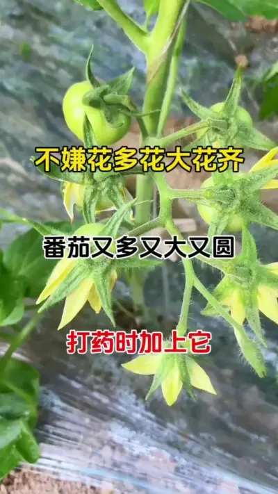 不嫌花多花大花齐，番茄又大又圆。打药时加上它#促花保果 #番茄种植 #三农种植