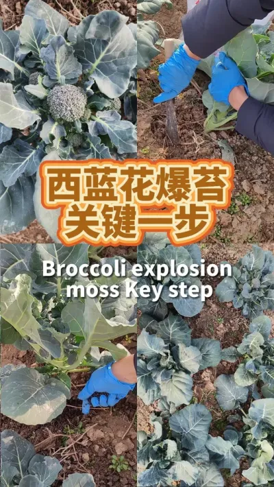 西兰花爆苔关键一步做对，持续不断有西兰苔吃 #我爱种菜 #阳台种菜 #我的小菜园 #西兰花 #种植小技巧