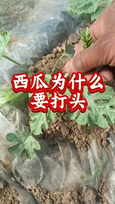 西瓜种植 西瓜为什么要打头#西瓜种植 #西瓜管理 #西瓜高产#西瓜打头
