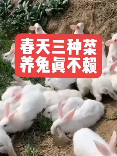 春天三种菜，养兔真不赖 #兔子#三农#养殖#养兔子#养兔人