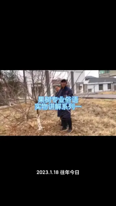 李树修剪，修剪全程讲解技术要点！种植的朋友要多看看！#李树修剪#果树种植#李树种植#种果树的苏老师