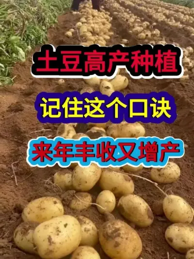 土豆高产种植记住这个口诀来年丰收又增产 #土豆种植 #农业种植 #土豆种植技术与管理 #三农#种植小技巧