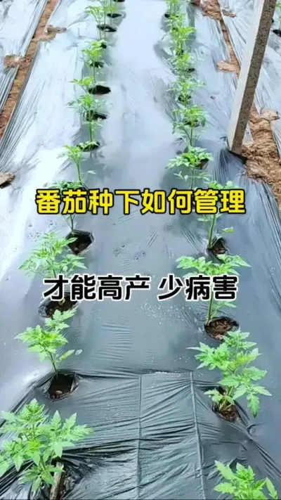 番茄种植管理#病害防治 #番茄种植 #三农种植