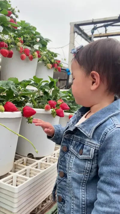 心机baby 想吃草莓就直说#盆栽草莓 #记录我的种植生活 #草莓采摘园 #种植小技巧 #在家种菜