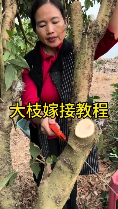 大枝嫁接的教程#嫁接技术 #2024新农人计划 #dou来广东百千万 #抖音创作季